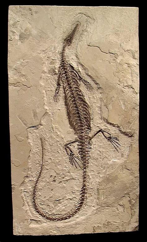 Fossil Mesosaur Mesosaurus Urasiliensis Permian Period 298 248