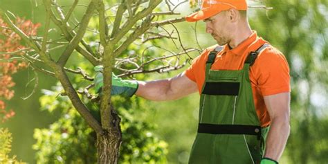 Tree Care In Georgia Shrub Care Services Ulc