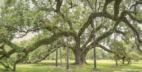 The Enlightening Tour In New Orleans That You Cannot Miss New