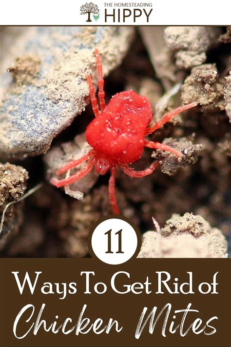 11 Ways To Get Rid Of Chicken Mites Fast And Easy