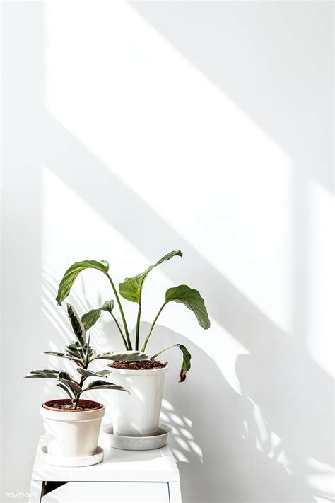 White Minimalist Plant Wallpapers Top Free White Minimalist Plant