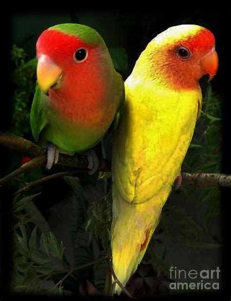 Sick Parrot Duo Photograph By Al Bourassa Pixels