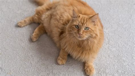 Long Hair Orange Cat Female Cat Meme Stock Pictures And Photos