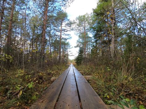 Hiking In Estonia Friendly Forest And Bog Hikes Selgesiht