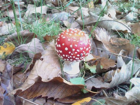 Red Mushroom With White Spots Stuffed Mushrooms White Spot Mushroom