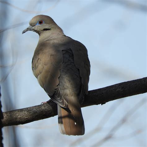 White Winged Dove From Amarillo Tx Usa On February 28 2020 At 0225
