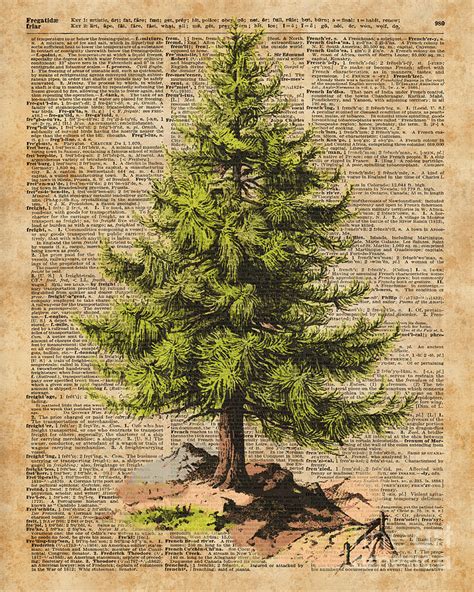 Pine Treecedar Treeforestnature Dictionary Art