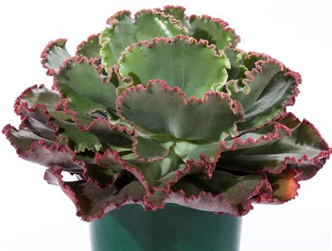 Echeveria Coral Reef Green Fuse Botanicals Inc