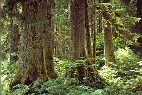Changes To Roadless Rule Puts Alaskas Old Growth Forests At Risk