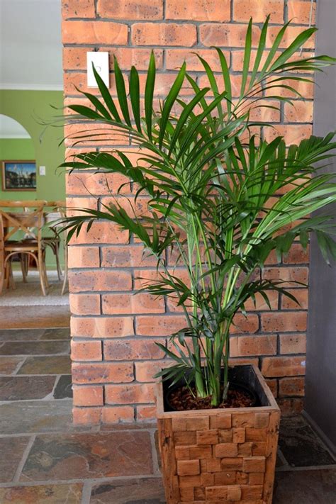11 Best Indoor Palm Plants You Can Grow In India • India Gardening