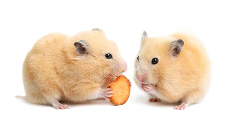 How Long Do Hamsters Live What Hamster Breeds Live Longest And 5