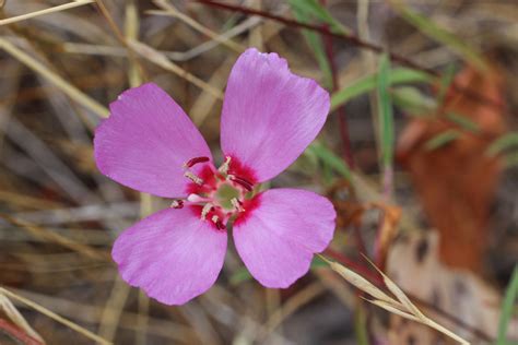 Free Photo Pink Petaled Flower Beautiful Flower Petals Free