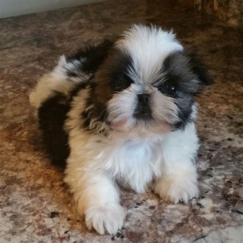 Check spelling or type a new query. Buy show quality shih-tzu puppy MALE SHIH-TZU PUPPIES FOR SALE