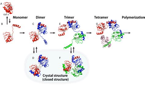 Clarification Of How Cytochrome C An Important Protein Involved In