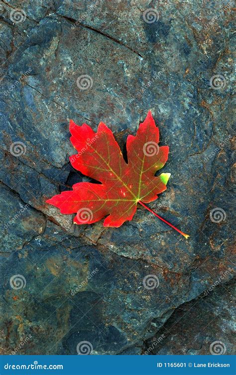 Red Autumn Maple Leaf On Rock Stock Image Image Of Maple Pointy 1165601
