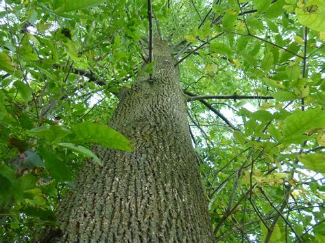 The Meaning And Symbolism Of The Word Ash Tree