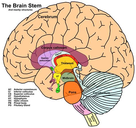 Labeled Brain Stem Model