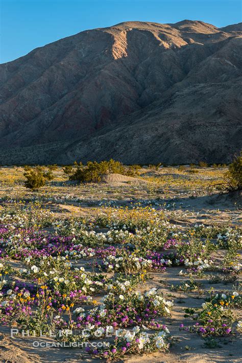 Wildflowers In Anza Borrego Desert State Park Abronia Villosa Borrego
