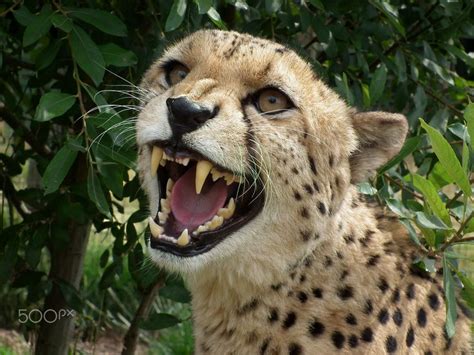 Snarling cheetah - A stunning cheetah snarling | Cheetah ...