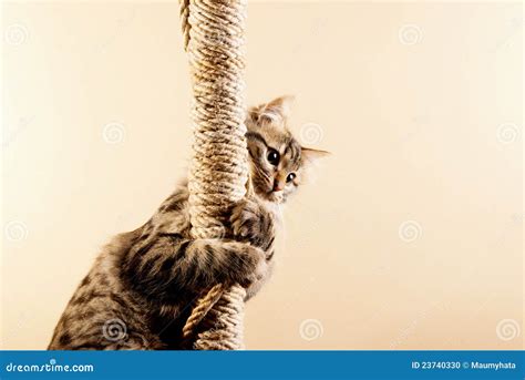 Cat Stock Photo Image Of Bell Claws Climbing Breed 23740330