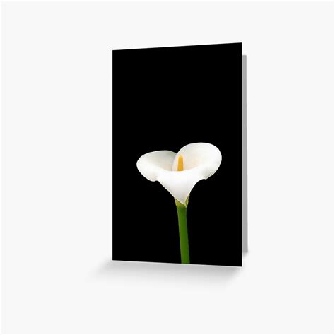 Calla Lily Greeting Card For Sale By Lynn1950 Redbubble