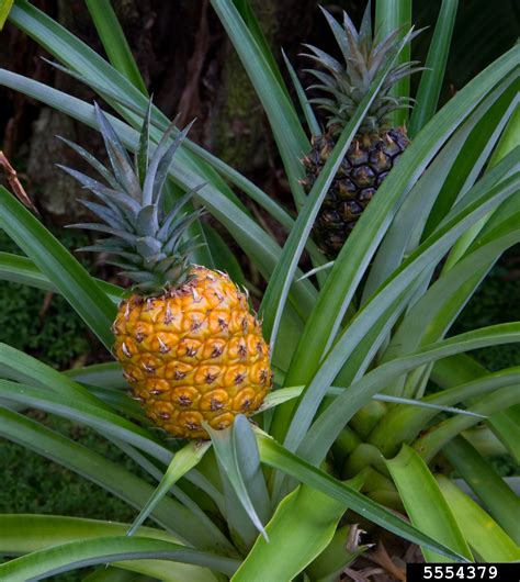 Pineapple Ananas Comosus