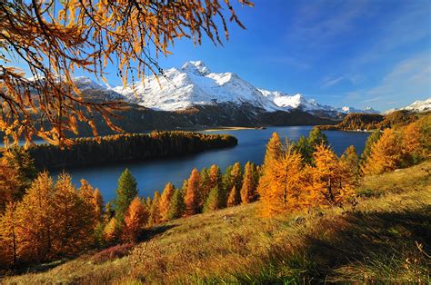Bilder Schweiz Silsersee Natur Herbst Gebirge See
