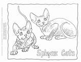 Sphynx Hairless Manx Fishes Whith sketch template