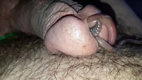Worms In Cock Part Thisvid Com