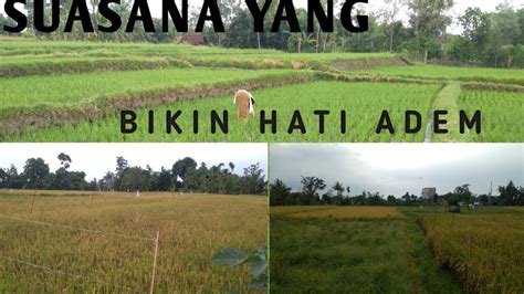 Suasana Sawah Pedesaanadem Dan Sejuk Youtube