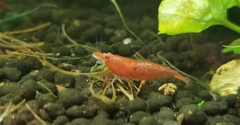 Red Cherry Shrimp Identify Sex Album On Imgur
