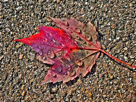 Autumn Leaf Free Stock Photo Public Domain Pictures