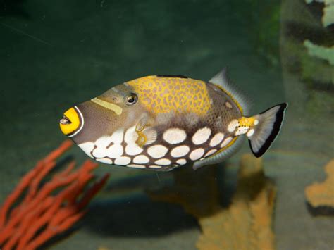 The Online Zoo Clown Triggerfish