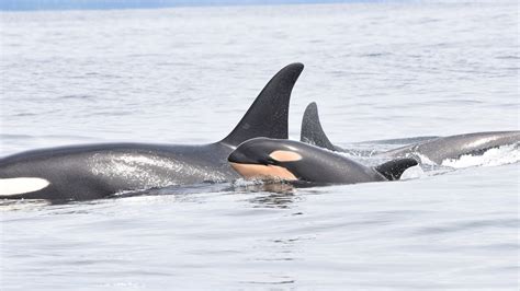 Southern Resident Orcas Spotted Inland For First Time This Summer