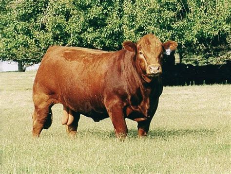 Breeds Of Livestock Limousin Cattle Bovins Bos Taurus Bétail