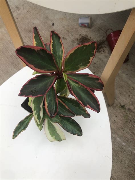 Rainbow Peperomia Potted Live Plant Etsy