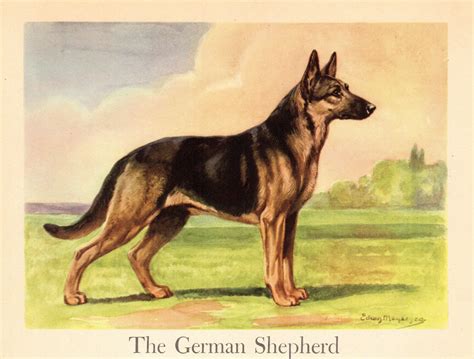 1942 Antique German Shepherd Dog Print Vintage Megargee Pet Etsy