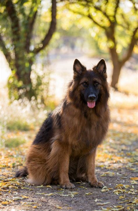 Black Sable German Shepherd Long Hair Meet The Most Striking Canine