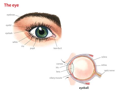 Eye Noun Definition Pictures Pronunciation And Usage Notes Oxford Advanced Learner S