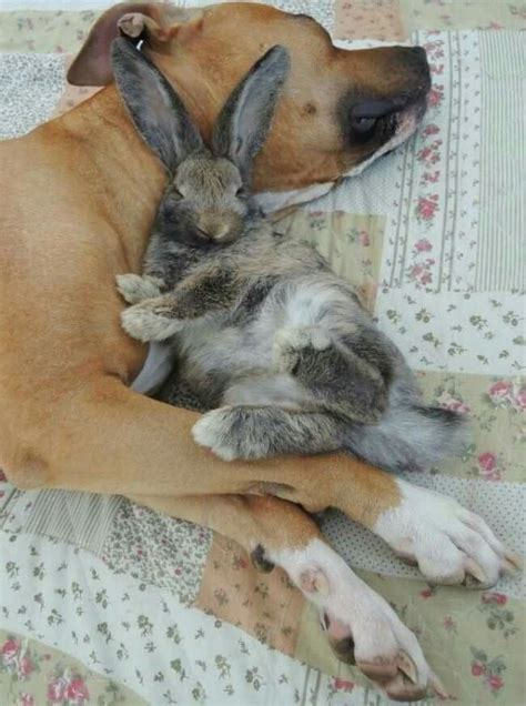 Dograbbit Animals Friendship Unlikely Animal Friends Animal Pictures