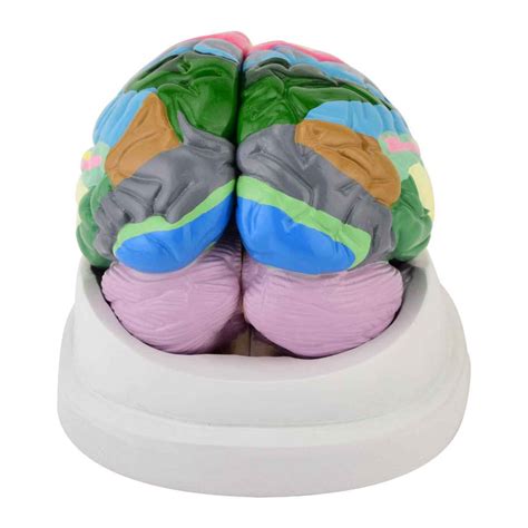 Modelo anatómico de cerebro con áreas Brodmann 2 partes