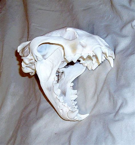 Besides good quality brands, you'll also find plenty of discounts when you shop for animals skull during big sales. Wolverine Skulls for sale by www.hideandfur.com