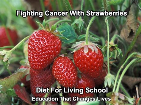 Fighting Cancer With Strawberries Diet For Living School
