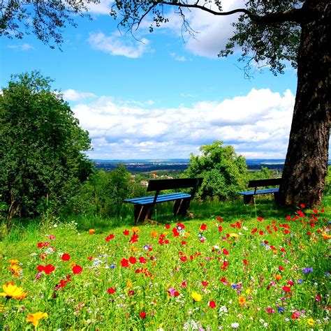 Download Wallpaper 1280x1280 Trees Benches Flowers Nature Ipad Ipad