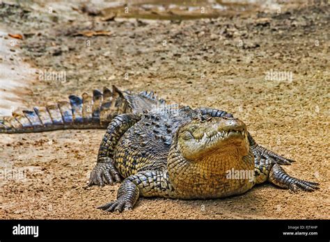 American Crocodile Crocodylus Acutus Mexico Stock Photo Alamy