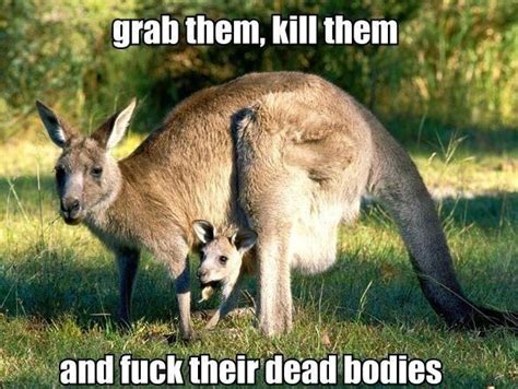22 Very Most Funny Kangaroo Pictures Funnyexpo
