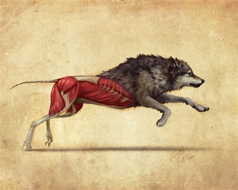 Wolf Anatomy Study By Tamberella On Deviantart