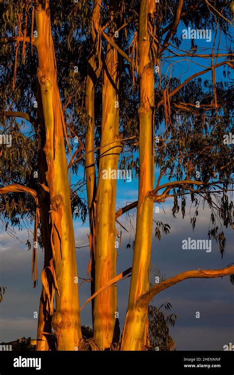 Tasmanian Blue Gum Eucalyptus Globulus In The Glow Of Sunset Near