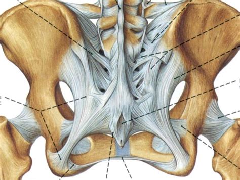 Anatomy Posterior Pelvic Ligaments Diagram Quizlet The Best Porn Website