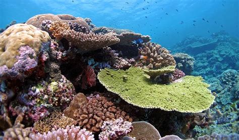 Crossbred Corals Beat The Heat On The Great Barrier Reef Australian